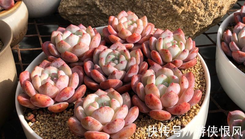 徒长|漫漫长冬又是伤,您的多肉该如何养护,冬季常见问题总结