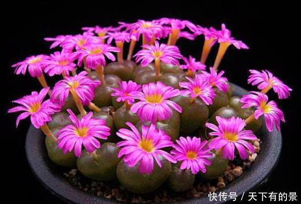 12月底买这5种花最合适,不仅能省钱,而且春节刚好开爆盆!