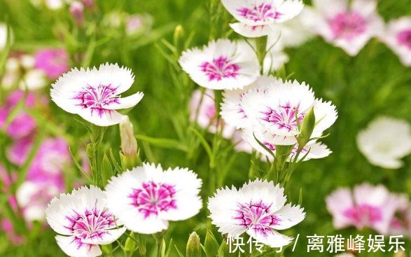 荷花|喜欢养花,不如养盆荷花,赏心悦目,淡雅别致