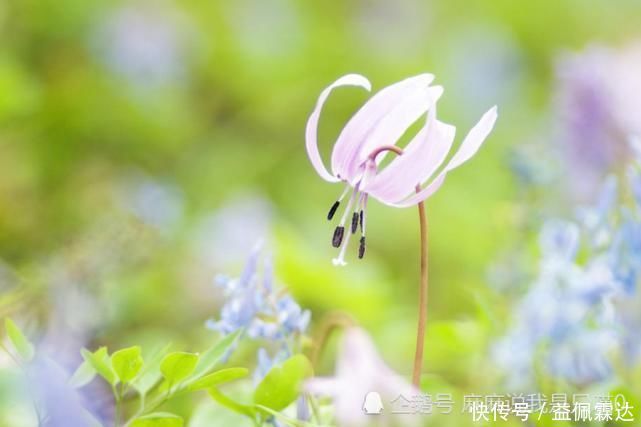 七月开始咸鱼大翻身 横财遍地 万事顺利的生肖 粉紫色 七月开始咸鱼大翻身 横财遍地 万事顺利的生肖 粉紫色