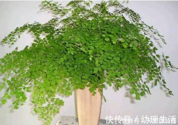 牡丹吊兰|养花就养4种花,家里养一盆,甲醛、二手烟全跑光!