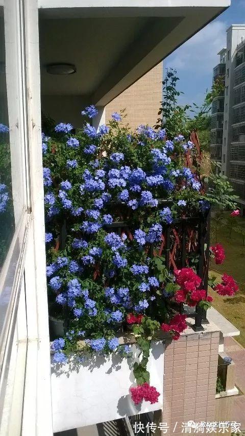 养护|夏天养上3种清凉花,越热越疯狂,看着就清爽!