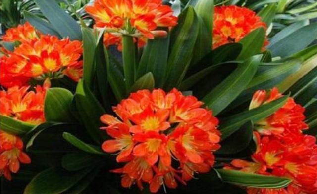 花友们|君子兰不开花,却不知道问题在哪老花匠这些地方有讲究