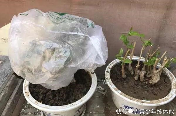 花市大捡漏，10种花现在买特合适，养一养就爆盆！