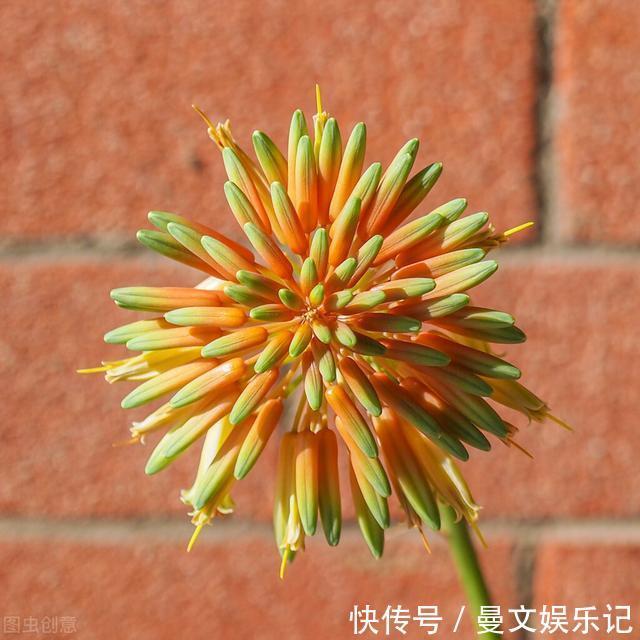 花友|如果你家芦荟长“小尾巴”，别剪掉，请珍惜，比较少见