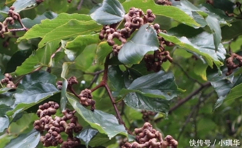 拐枣|我国“最怪”水果,比“甘蔗”甜,插土就活,你们吃过吗?