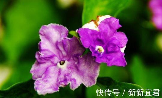 适应能力|聪明人都养4种花，财源滚滚来，招财又开运，你养了吗？