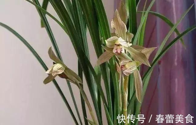家人|最适合家人养的四种花，健康长寿又养心！