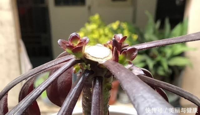 相见恨晚的“多肉爆盆法”,挑个心,切一刀,新芽多到溢出盆!