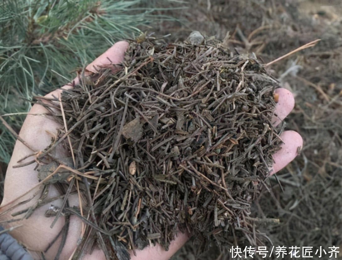 土壤不要直接用，适当加点“小东西”，才能长势旺盛，叶子油绿