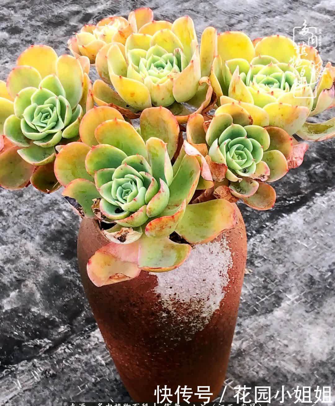我的多肉宝宝美图,愿能给大家带来一丝轻松与愉悦!