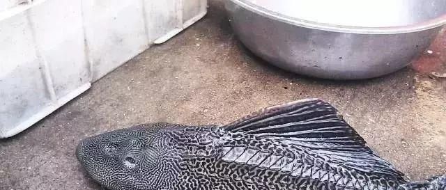 清道夫|中国最难吃的7类鱼,你若是全吃过,请允许我叫你一声“老渔民”