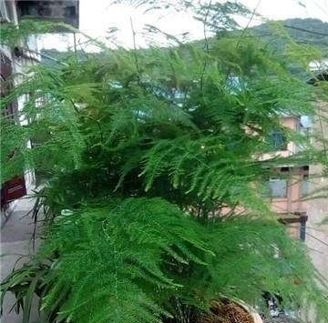 家里的文竹稀稀拉拉，真难看，用了这1东西，发疯的长，不黄叶