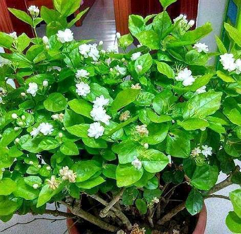 养茉莉花,用什么“土”最合适,特别是新手,这一点一定要注意