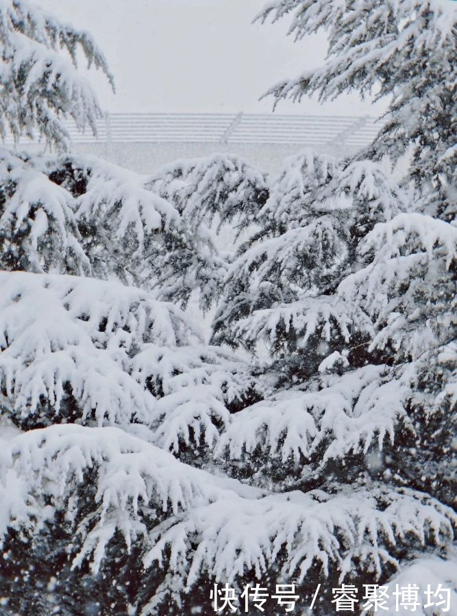 漫天寒凝洗尘襟，大外与你共风雪