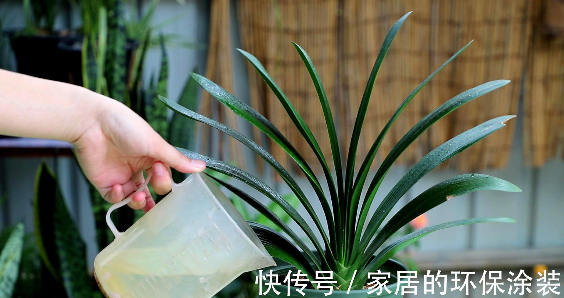 避开君子兰开花的“3大误区”，秋天大爆发，花箭拔得多