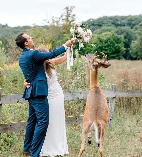 小鹿闯入婚纱照拍摄现场，抢夺新娘手中玫瑰，多么美妙的惊喜！