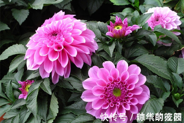 花瓣|这几款小花容易爆盆,花开一茬接一茬,美艳绝伦,惊艳如花球