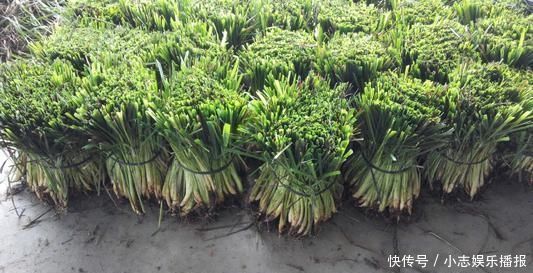 印度人视为“神草”，引入我国成杂草泛滥农田，殊不知价值珍贵