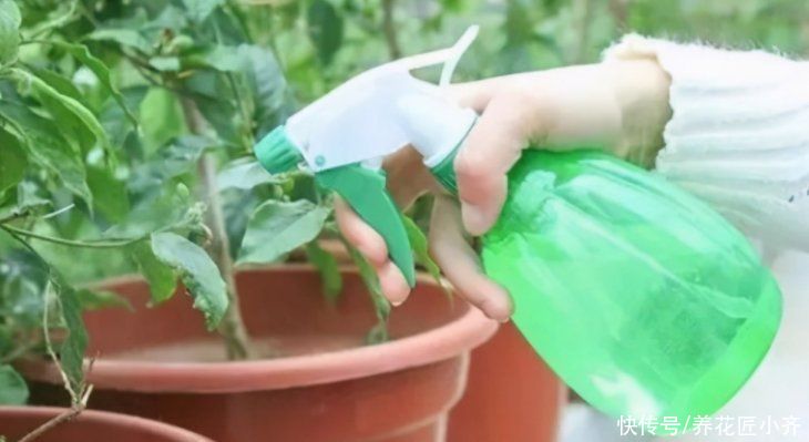 肥料|养花也要掌握尺度，不能“胡乱来”，这5个错误，看看您中了几个