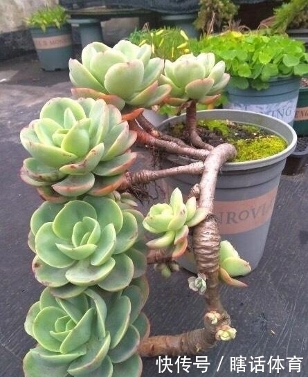 千佛手|这6种多肉养成悬崖桩,价格贵、颜值高,看起来真过瘾