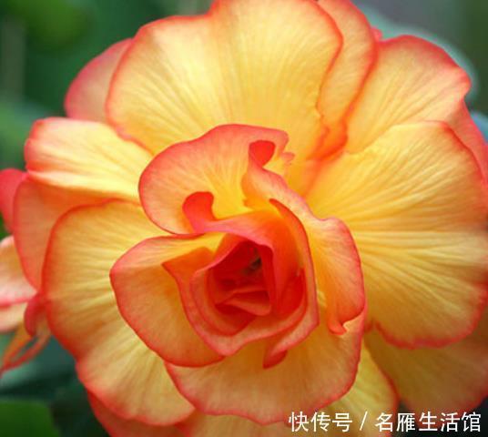 新手养护花卉，就养花开似牡丹，更胜海棠花的花卉，花开三季！