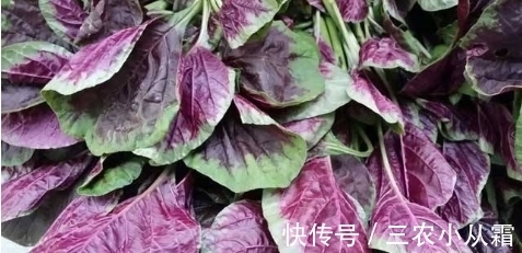 价值|农村一种常见的野菜,我们经常吃的是叶子,其实根才是价值高的