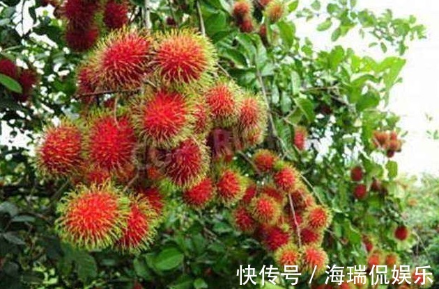 清热解毒|三伏天,每天吃几个此水果,能清热解毒,润肤养颜,早知早好