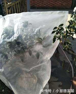 秋冬天冷,怎么“保全”植物盆栽?通过这些途径御寒就好了