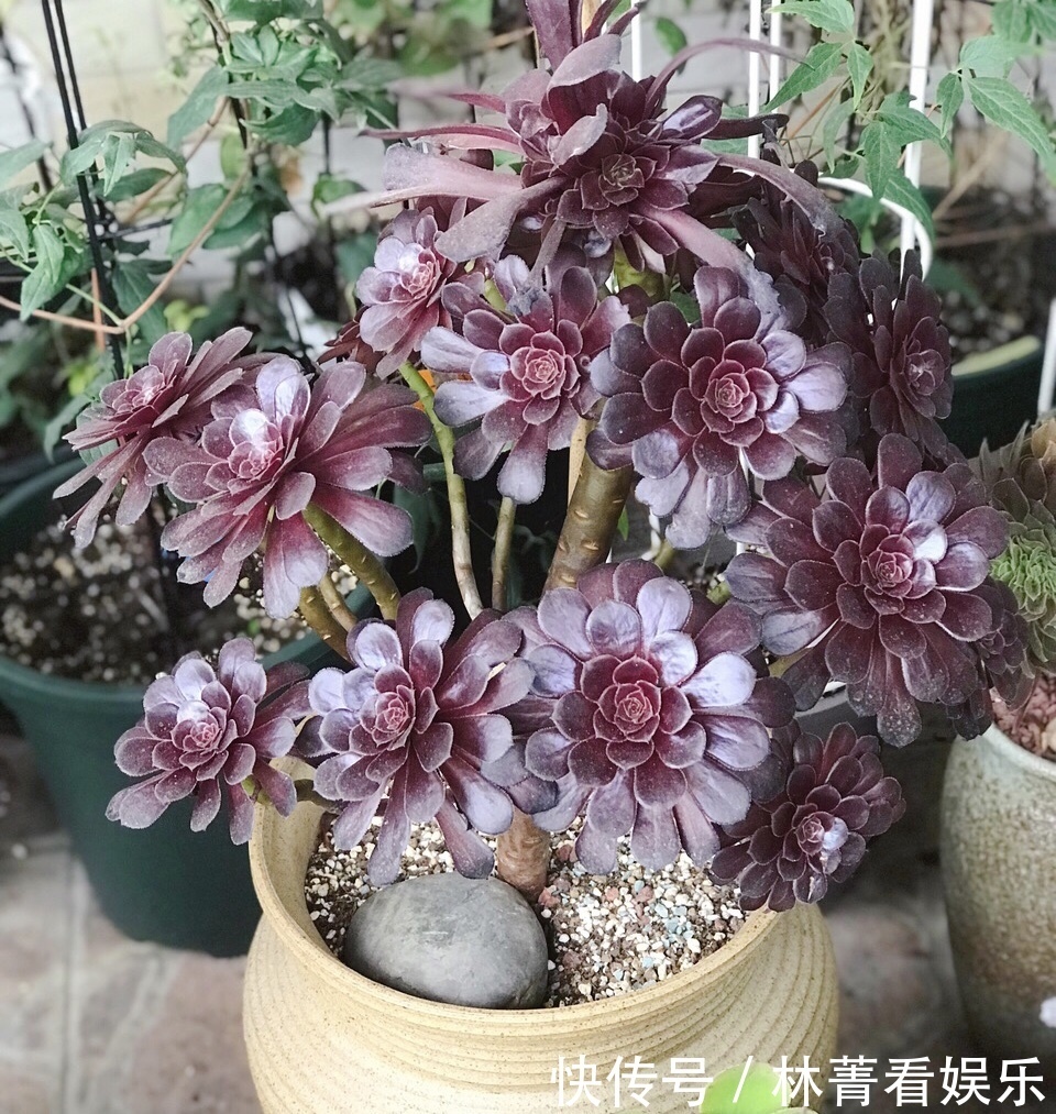 叶片|养多肉5年,告诉你4种“多肉”值得养,秋天晒一晒,10天变彩色