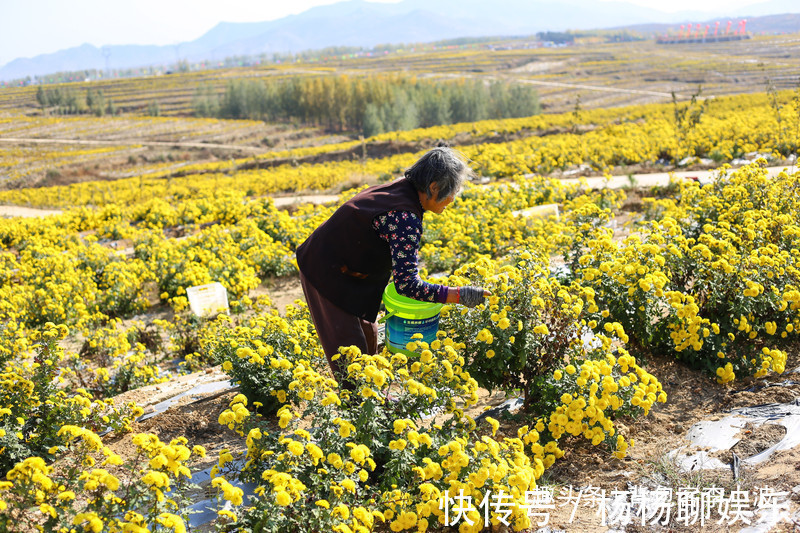 谷赏菊品菊|秋日自驾山东新泰，万亩花海良心谷赏菊品菊