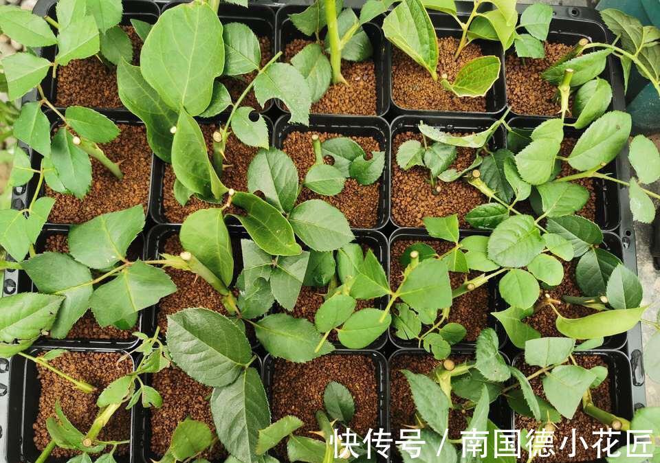 秋天|5种漂亮花,立秋之后快扦插,天凉快,生根快,成活多