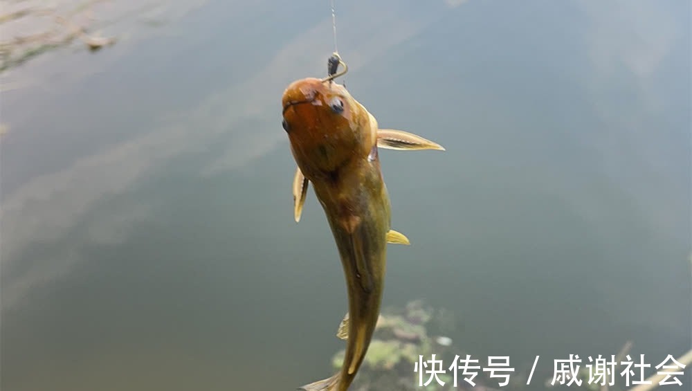 钓鱼技巧:蚯蚓饵料的非常规用法,不直接做饵料,钓鱼老手才懂得