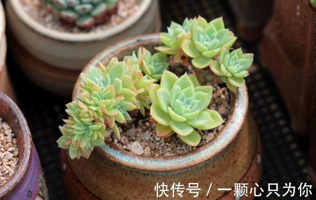 多肉三色堇怎么养,做好这三点,在阳台也能养得清丽动人美轮美奂