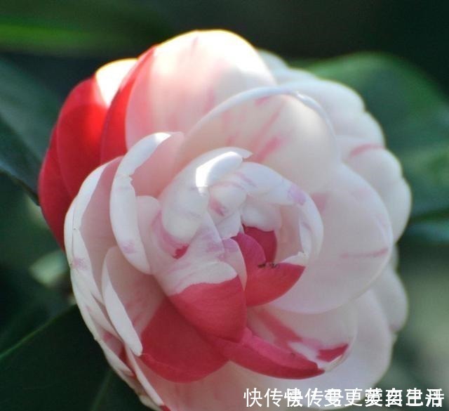 空气湿度|茶花掉花苞的原因,藏在一句“顺口溜”里,古人的经验,值得借鉴!