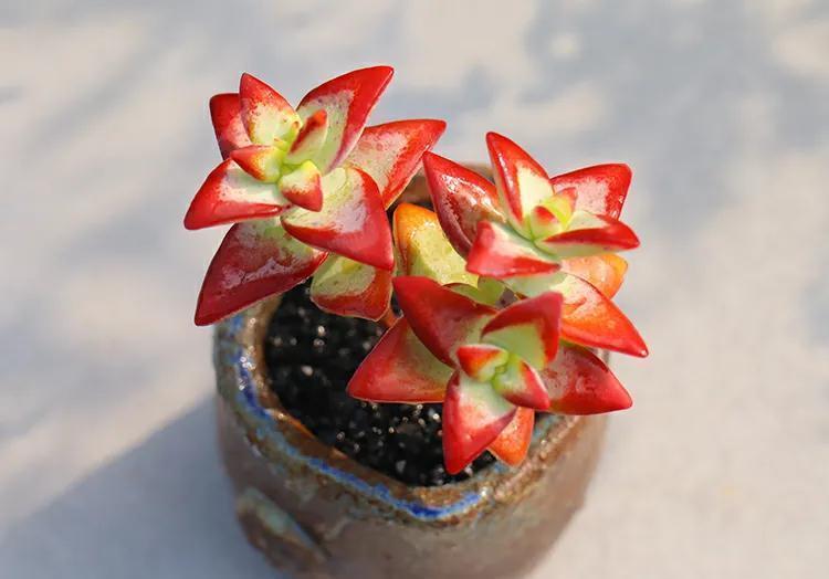 她养的多肉很奇怪,长不大,反而越养越小,你知道怎么回事吗