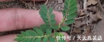 尿路感染|人称“阴阳草”,如今不多见,看到是福气,别拔,拔1棵少1棵