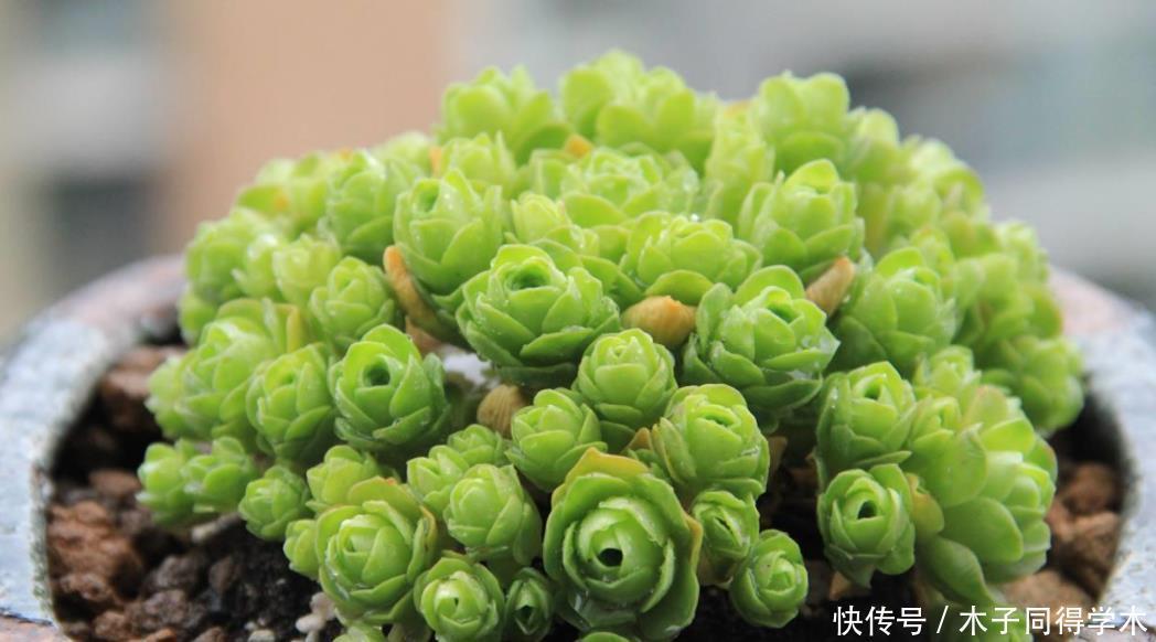 一般人|5种一般人养不活的多肉,入坑前要做“功课”,不然养一盆死一盆