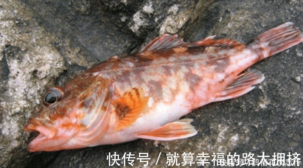 海鲜摊位上这几种鱼是没有养殖的, 海鲜老板不一定告诉你!