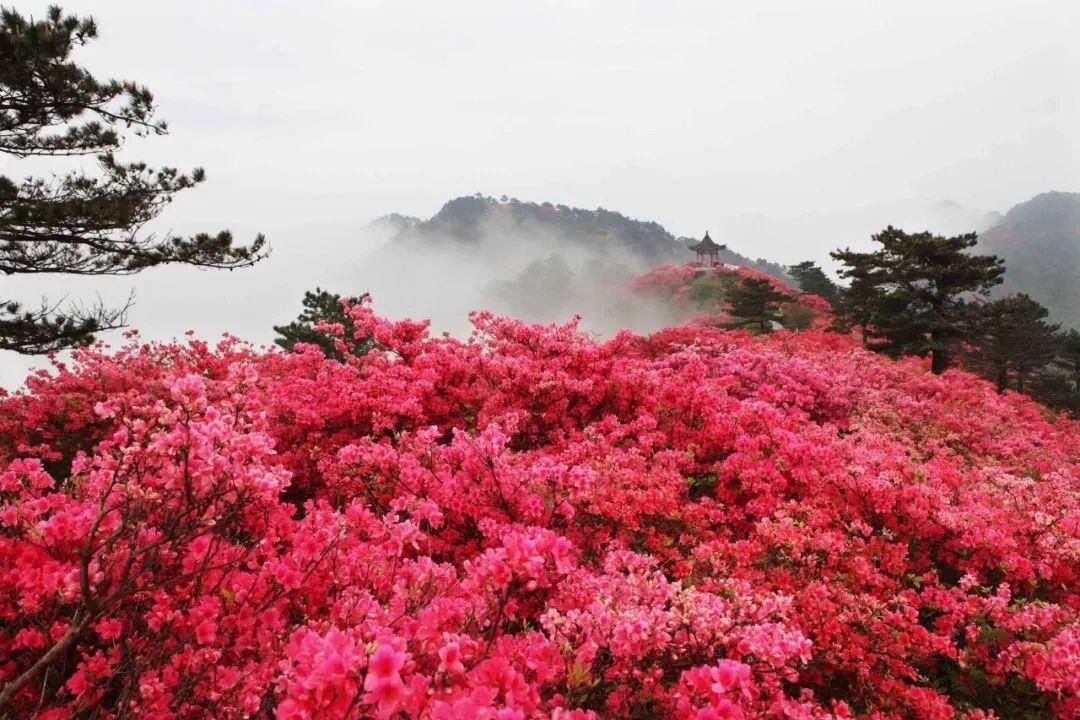 人间四月天，麻城看杜鹃！龟峰山十万亩古杜鹃盛开迎五一