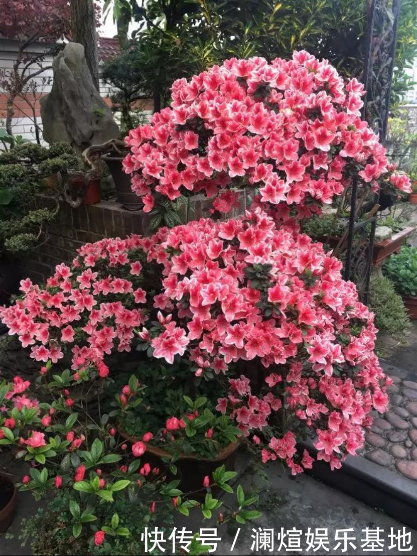 花市|买花时别听老板忽悠,这6种花真心不好养,新手基本养一盆死一盆