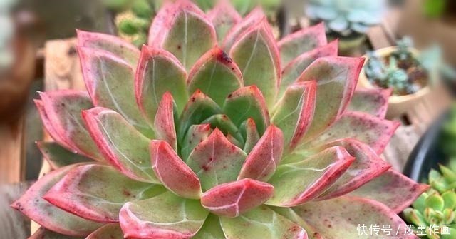 肉友|冬天多肉看起来无精打采浇水时注意5点,棵棵精神饱满