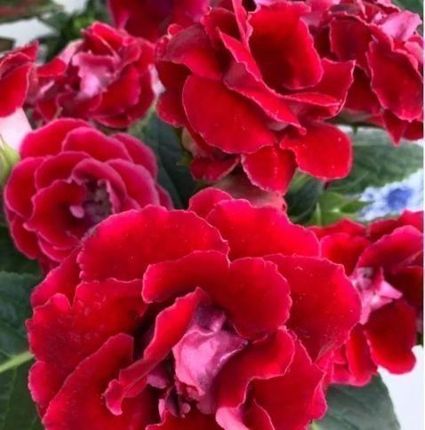 公认最美的3种花，谁见了都喜欢，好养又漂亮，烂漫迷人眼