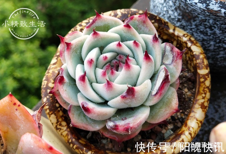 3个伪常识,不但对养多肉没帮助,甚至会害死肉肉,不要被误导