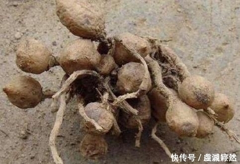 花苞|“姜”丢进盆里就能活,开出漂亮“大花苞”,不仅好看、更好养