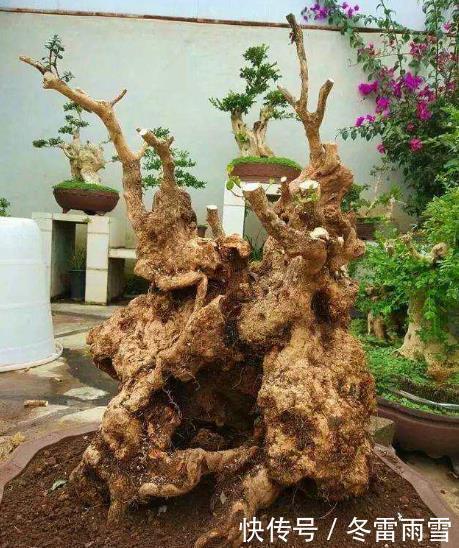 云贵大山的“黄杨市场”，是“原则”与艺术的碰撞，你站谁呢