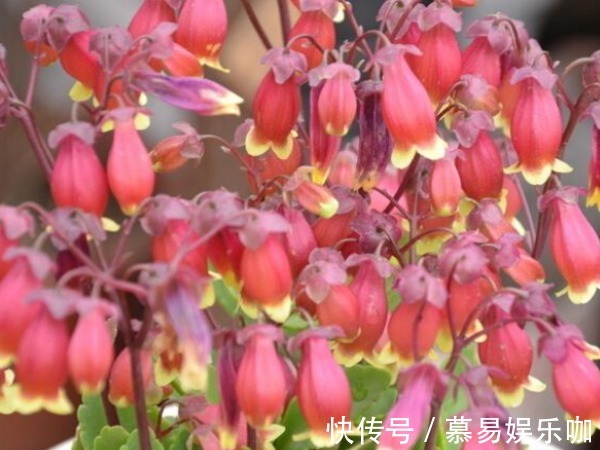 中国人过年讲究“喜”,家养4种富贵吉祥花,新年红红火火好运来