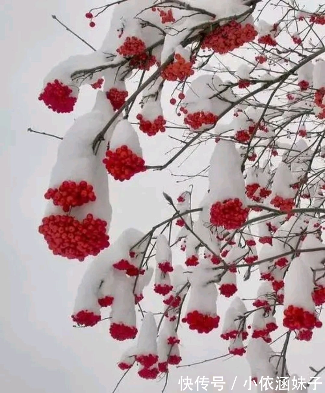 雪银!征联:梅骨几何?雪银十万芳心动,征对下联,并上期应征对联欣赏