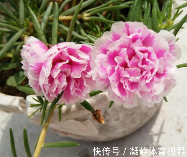 客厅养花，选4个品种错不了，有的好看，有的寓意好