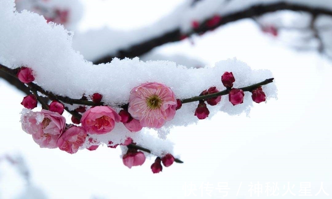 牡丹花|家里养这12种花，每个月开一种花，一整年都有花看